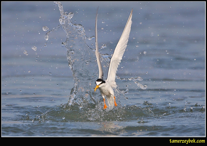 Little Tern