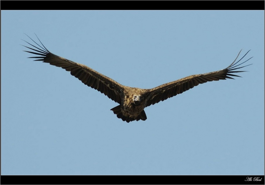 Cinereous Vulture