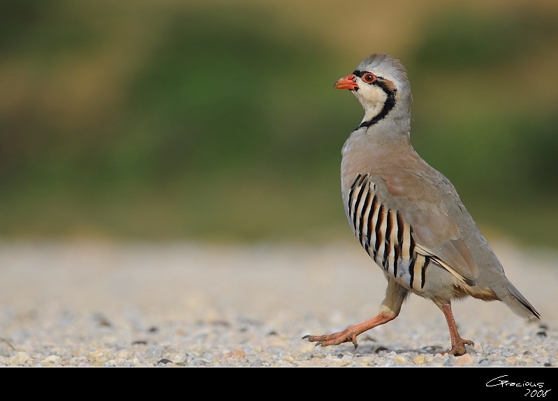 Chukar Partridge