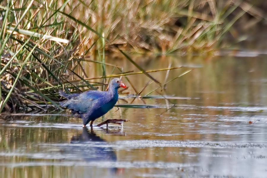 Grey-headed Swamphen