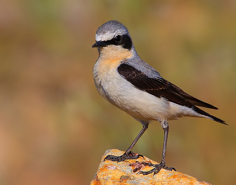 Northern Wheatear