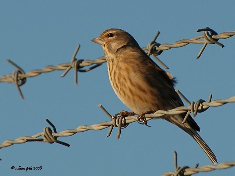 Common Linnet
