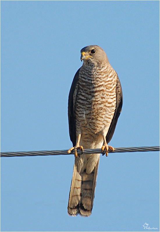 Levant Sparrowhawk