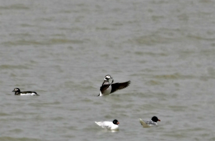 Long-tailed Duck