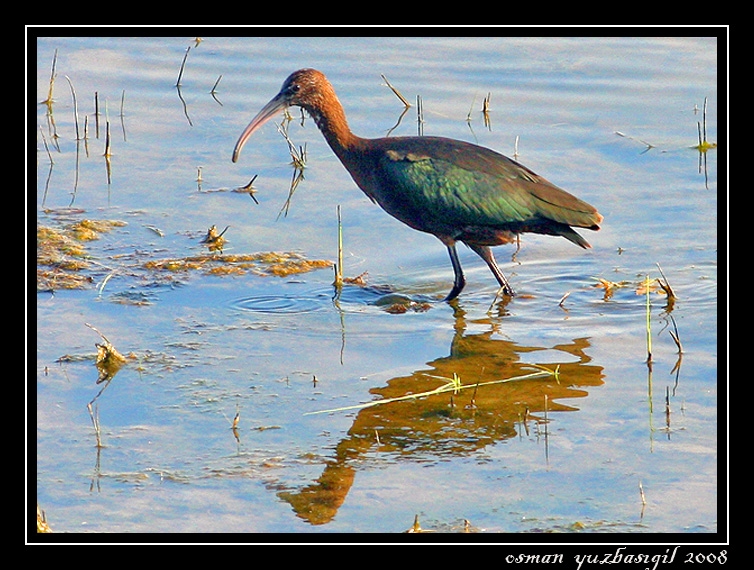 Glossy Ibis
