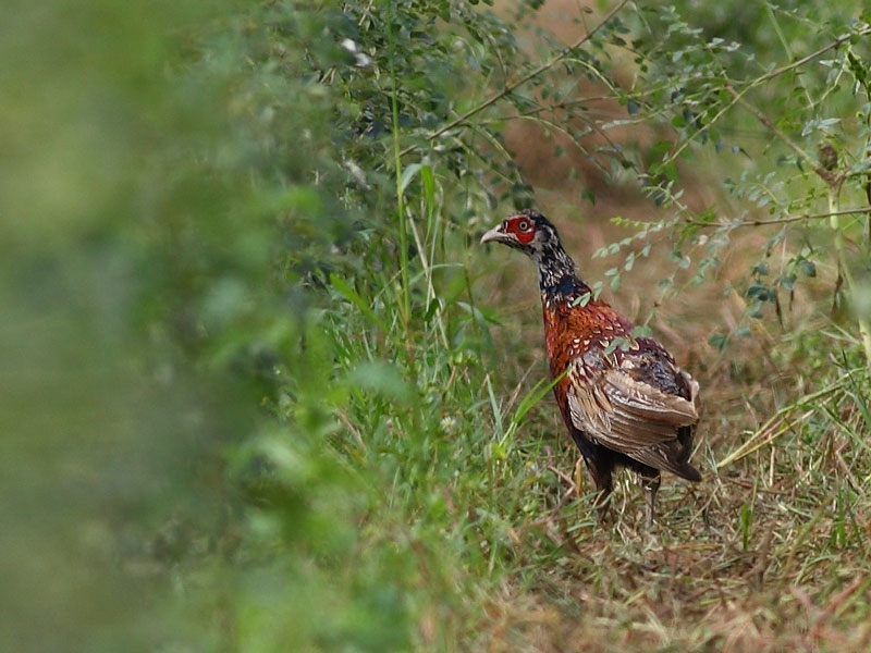Common Pheasant