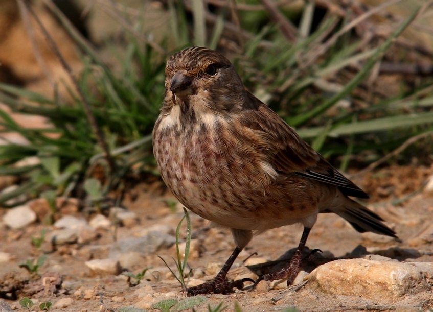 Common Linnet