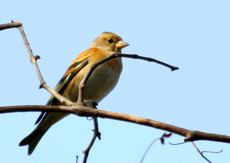 Brambling
