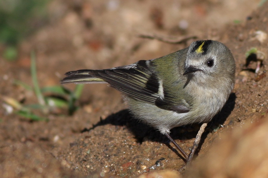 Goldcrest