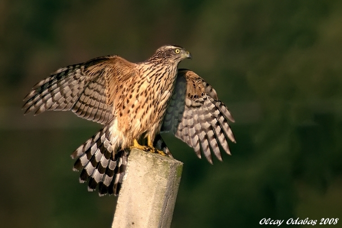 Eurasian Goshawk