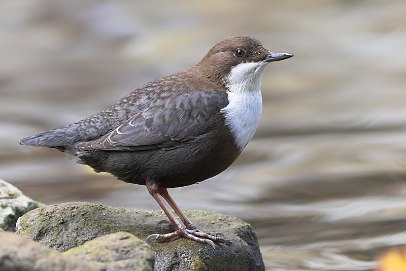White-throated Dipper
