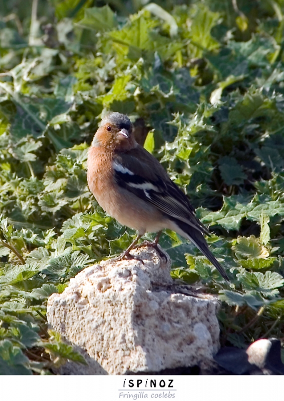 Eurasian Chaffinch