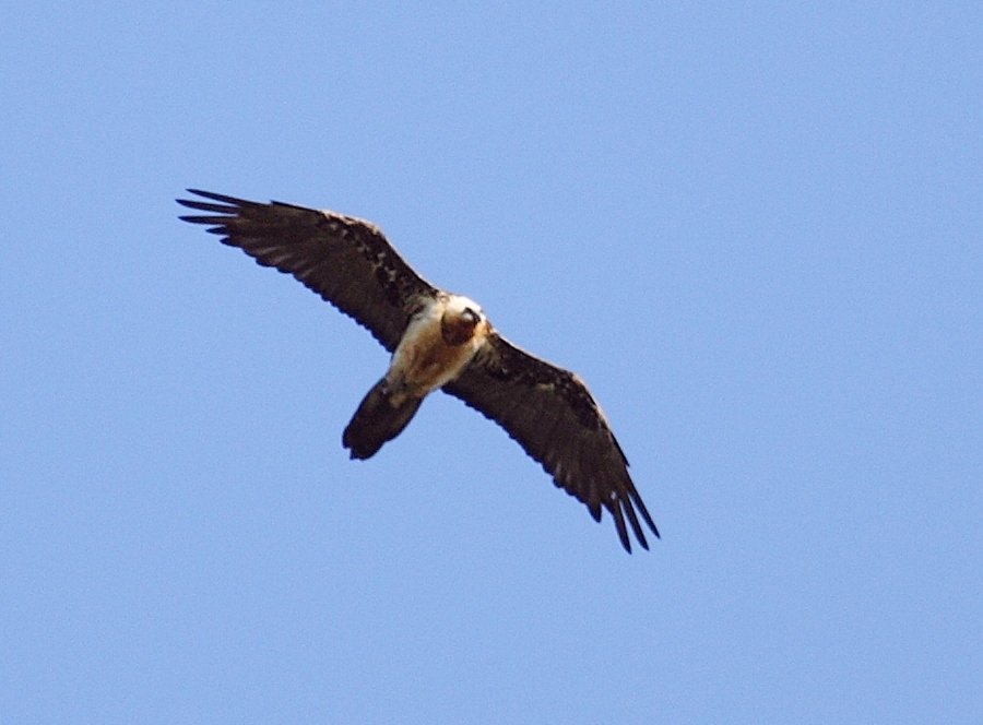 Bearded Vulture
