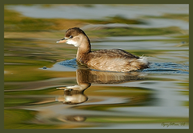Little Grebe