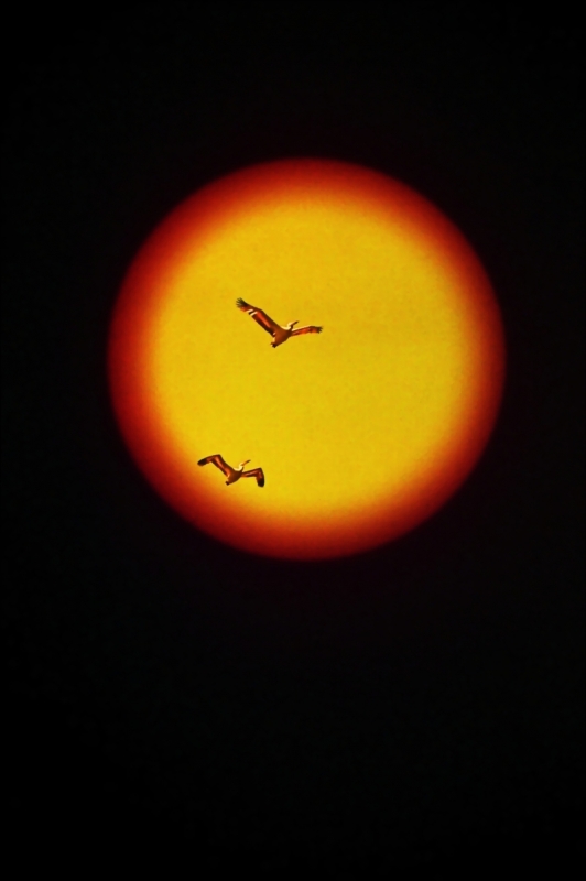 Great White Pelican