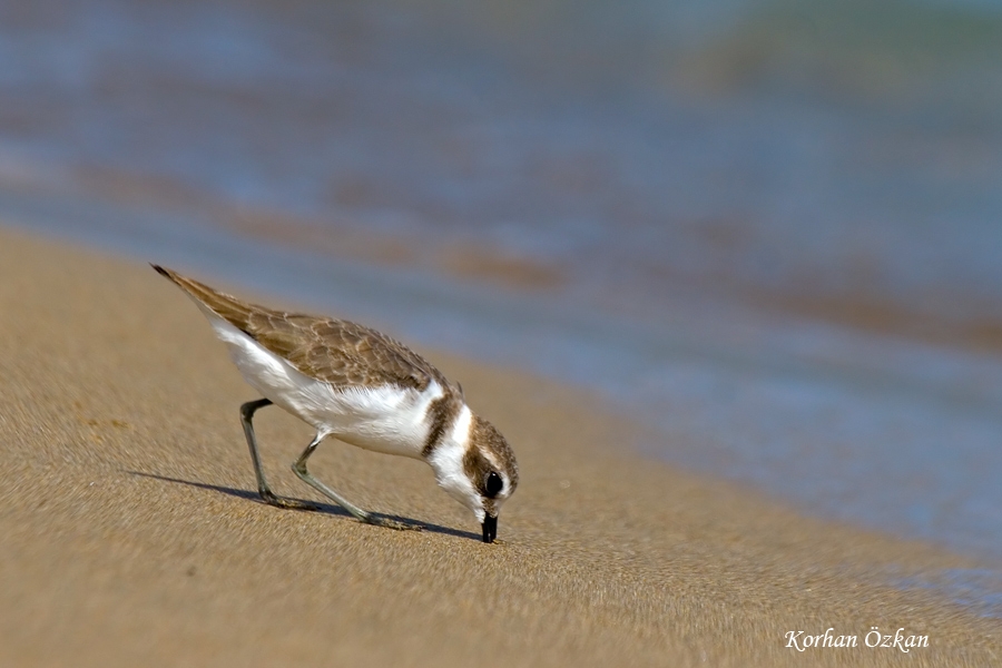 Kentish Plover