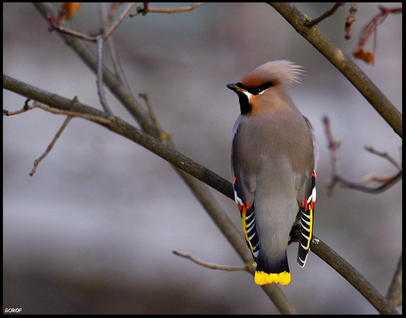 Bohemian Waxwing
