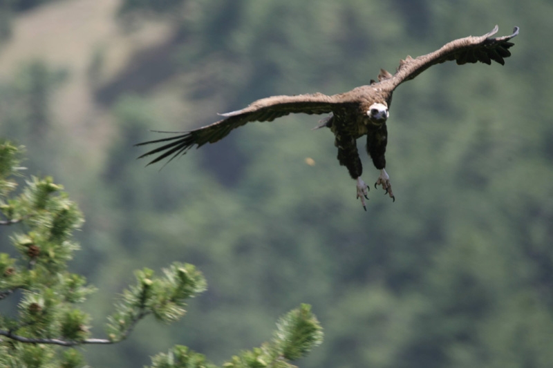 Cinereous Vulture