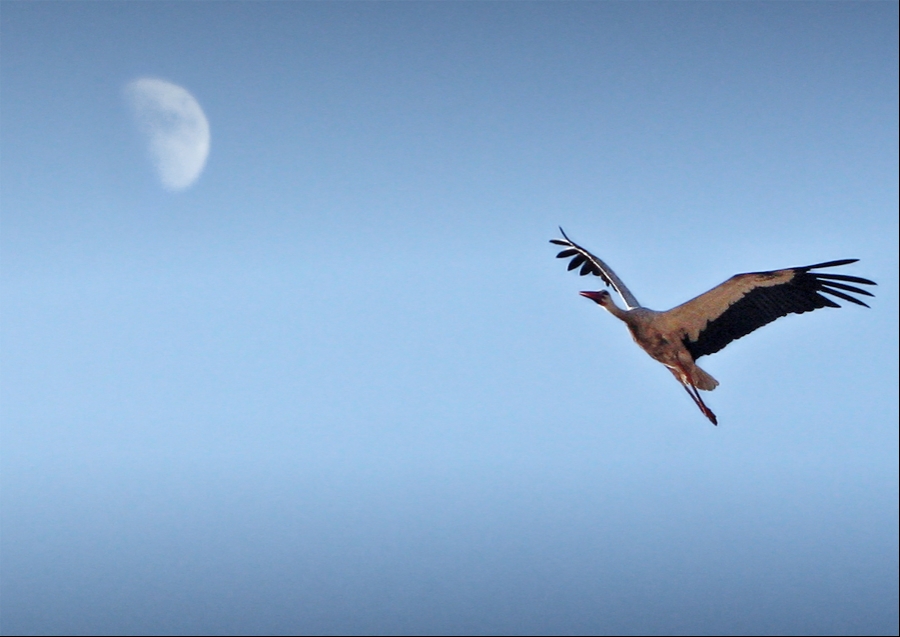 White Stork