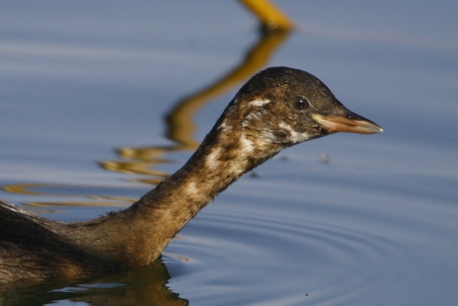 Little Grebe