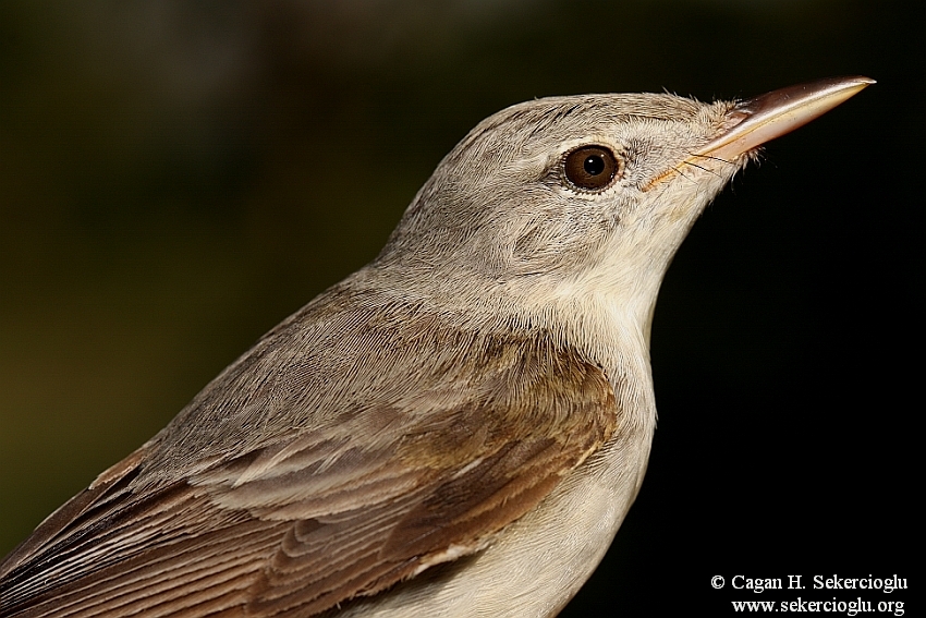 Olive-tree Warbler