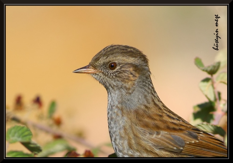 Dunnock
