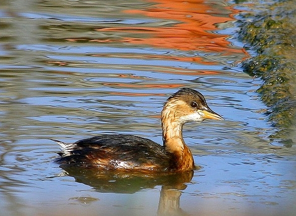 Little Grebe