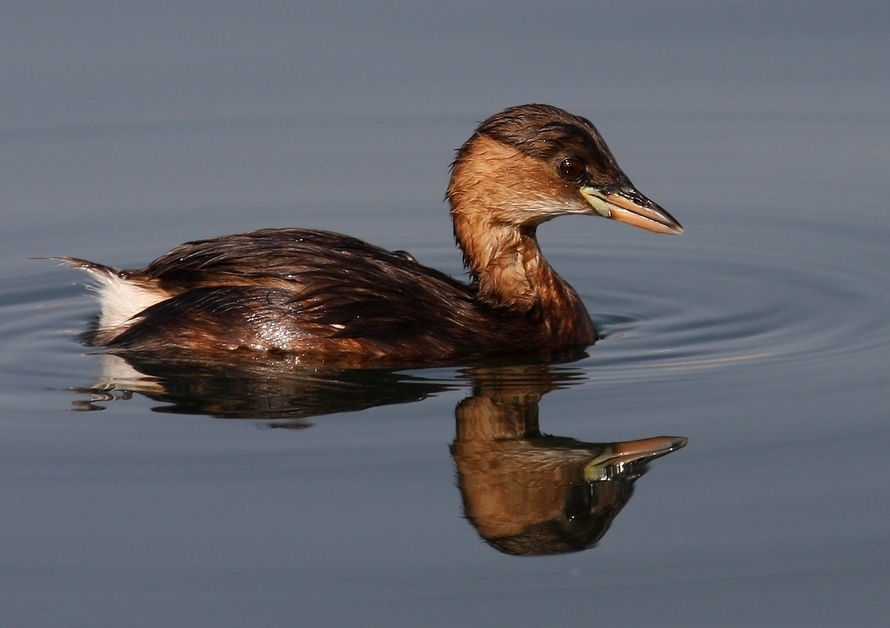 Little Grebe