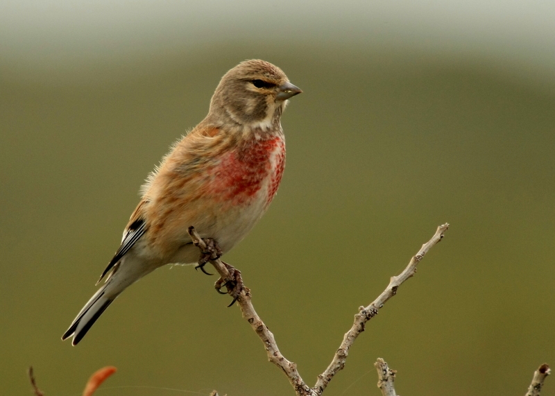 Common Linnet