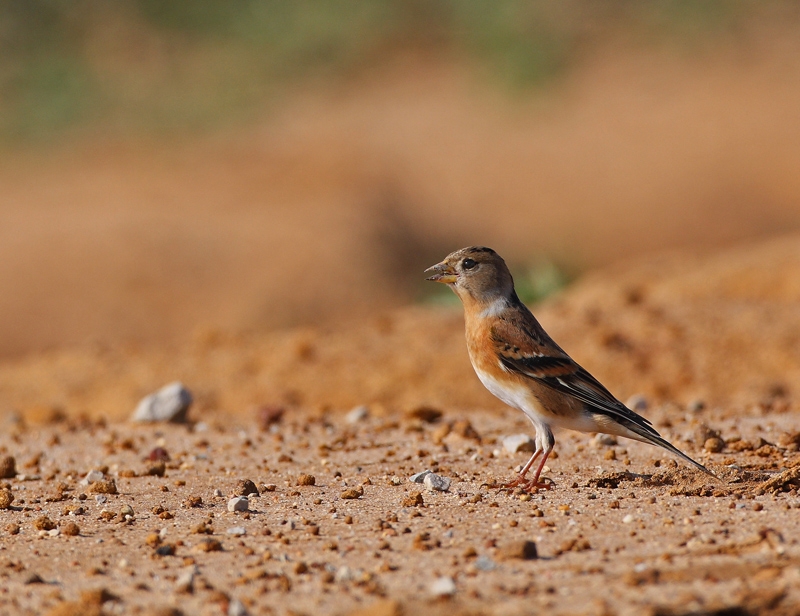 Brambling
