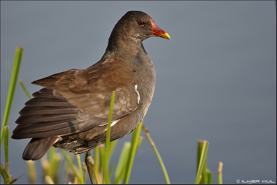 Common Moorhen