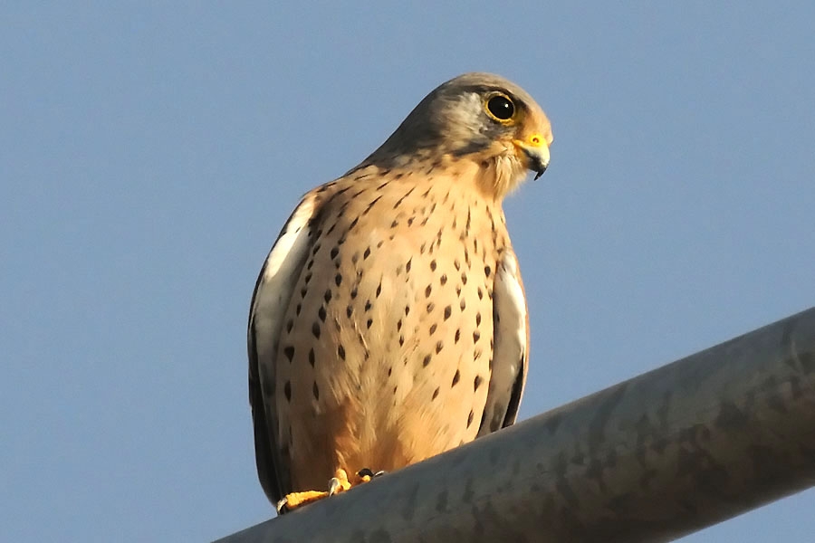Common Kestrel