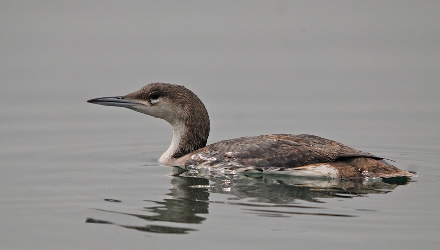 Black-throated Loon