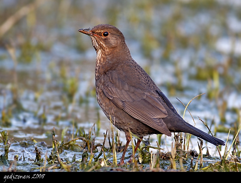 Common Blackbird