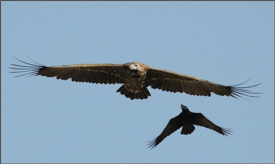 Cinereous Vulture