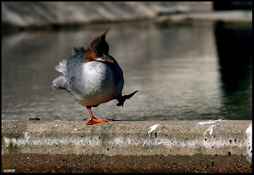 Red-breasted Merganser