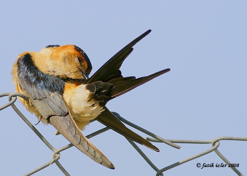 European Red-rumped Swallow