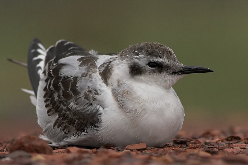 Little Gull