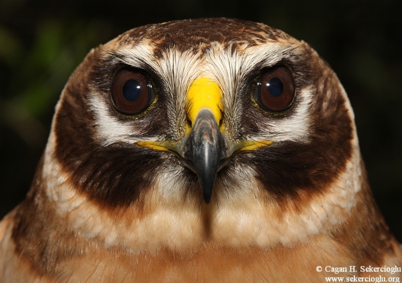 Pallid Harrier