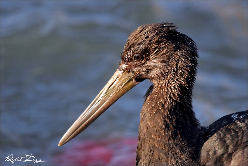 Black Stork