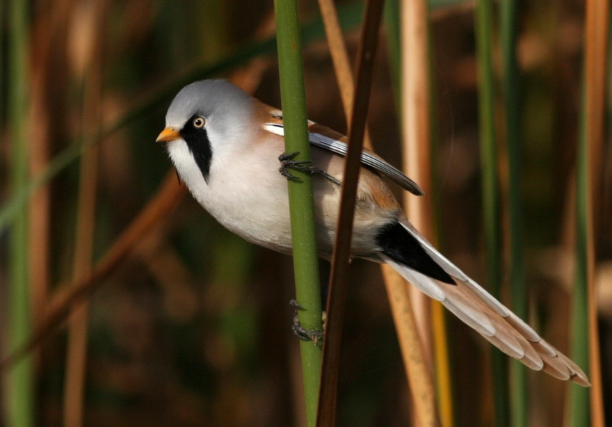 Bearded Reedling