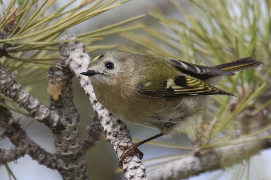 Goldcrest