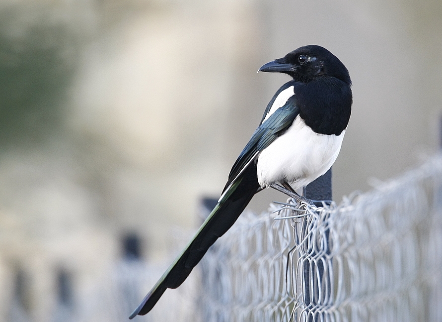 Eurasian Magpie
