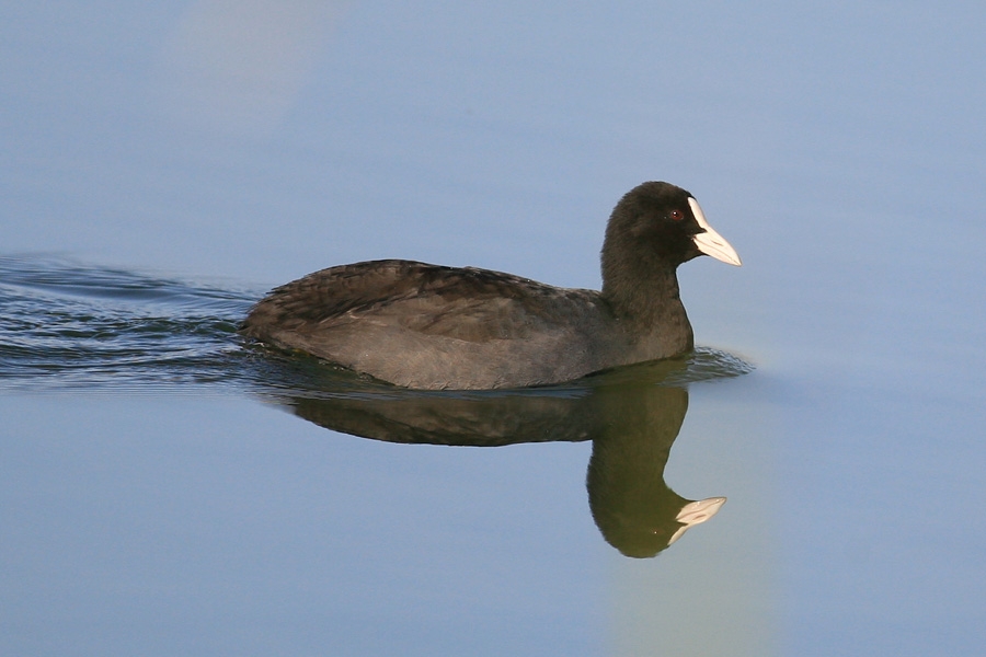 Eurasian Coot