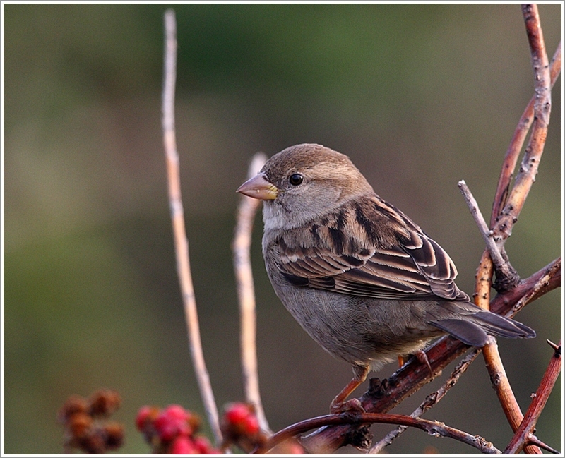 House Sparrow