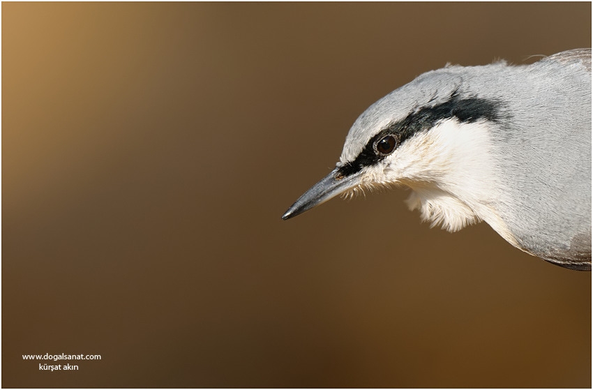 Western Rock Nuthatch