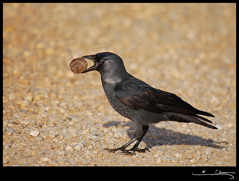Western Jackdaw