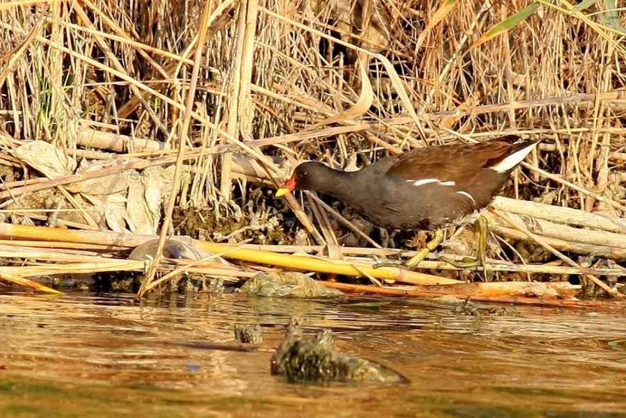 Common Moorhen