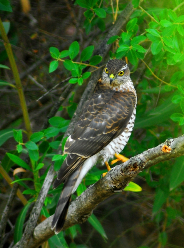Eurasian Sparrowhawk