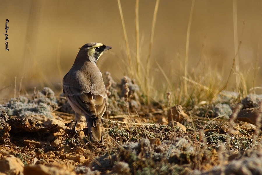 Horned Lark
